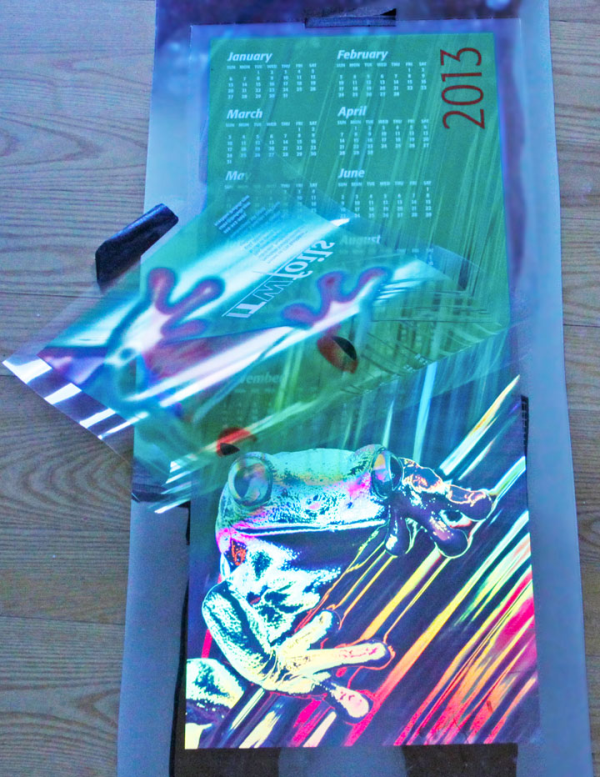 FroggyProof resized 600