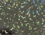 Pattern-077